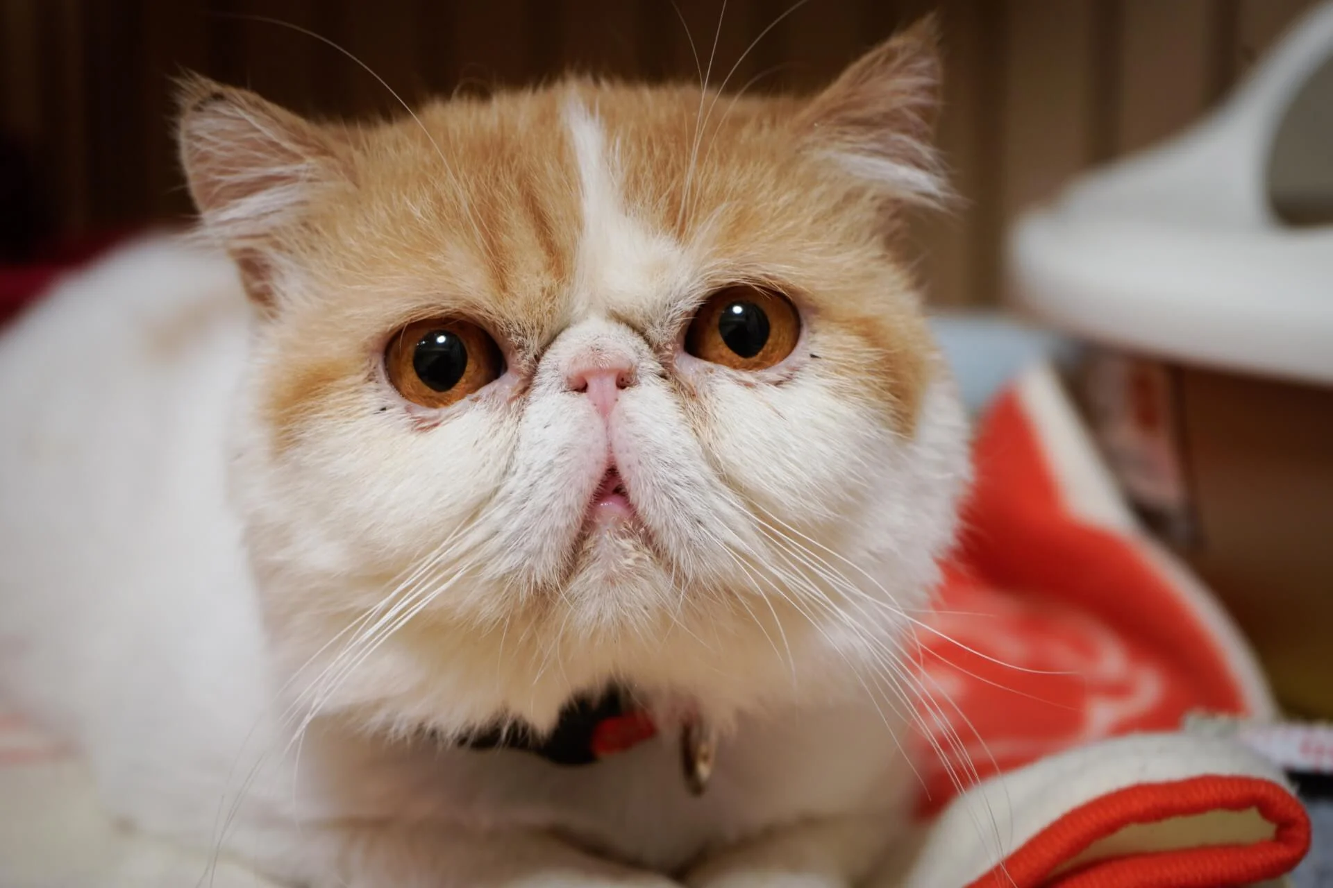 白い毛並みの猫7選！特徴や飼い方について紹介します | ペットショップ